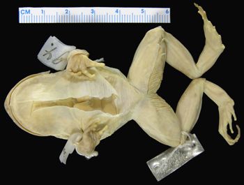 Media type: image; Herpetology A-2244